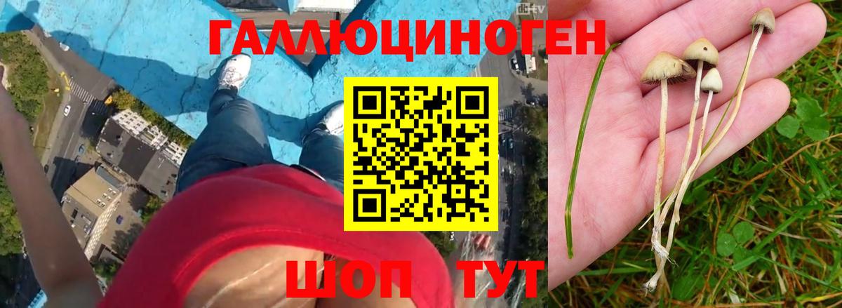 Галлюциногенные грибы Cubensis  Псилоцибиновые грибы GOLDEN TEACHER  Вход с VPN  Кисловодск 